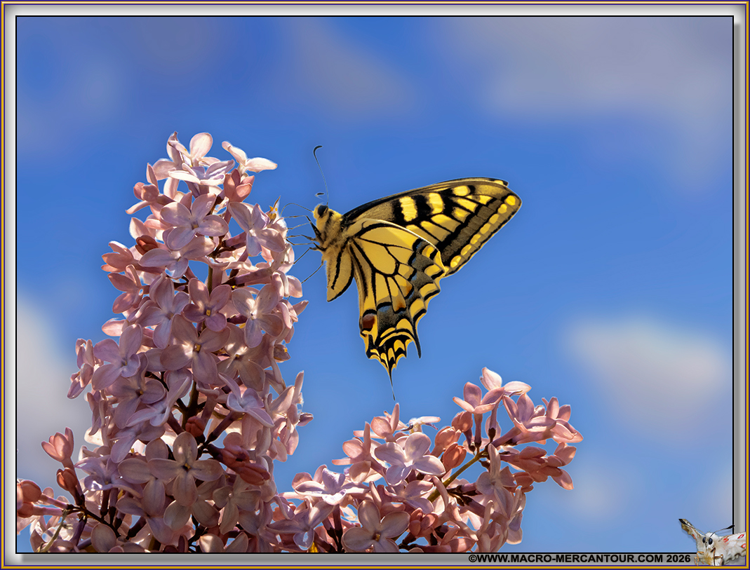 Machaons